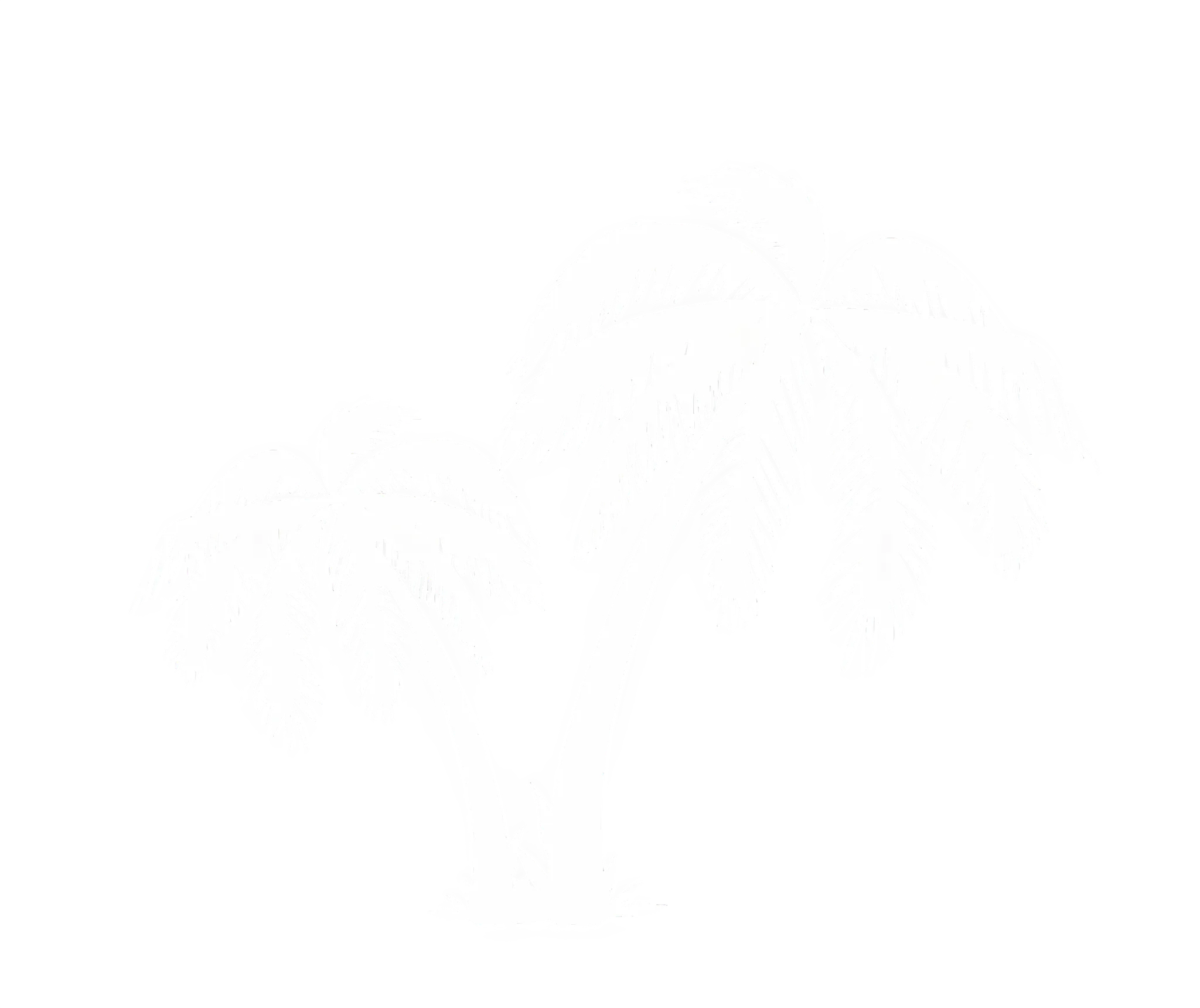 Palm Tree